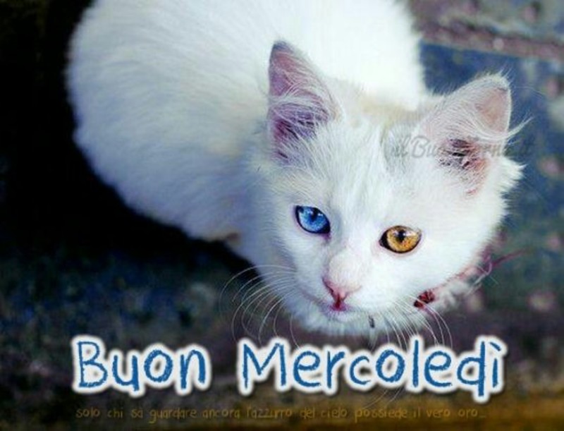 Buon Mercoledì con gatti