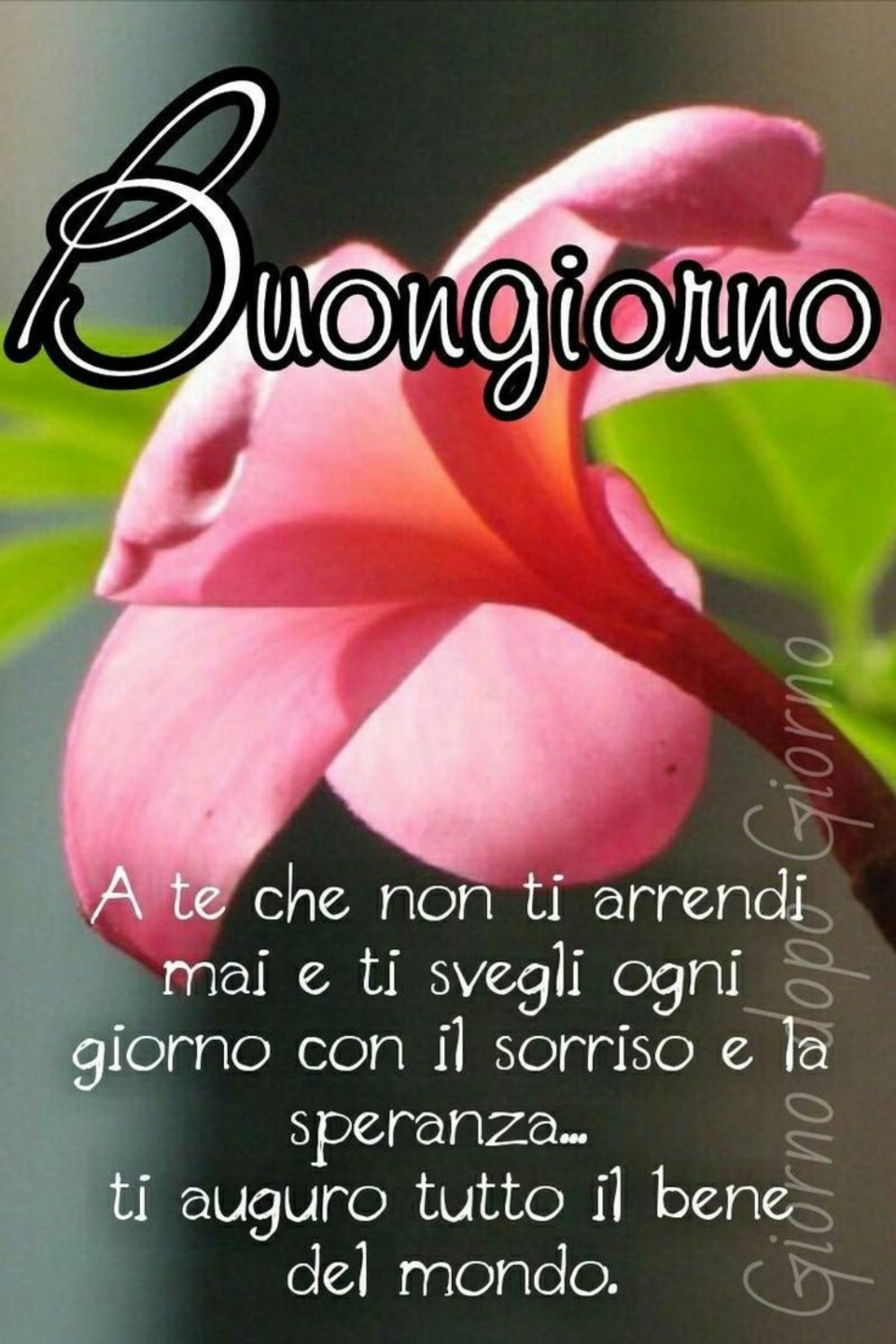 Immagini Buon giorno 452