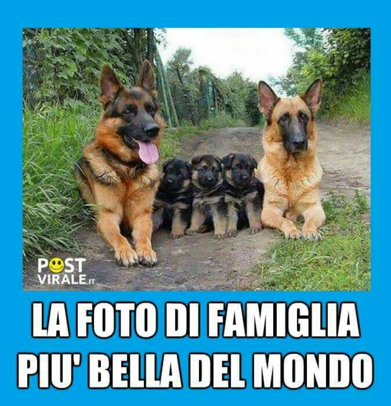 Immagini da condividere bellissime per chi ama i cani