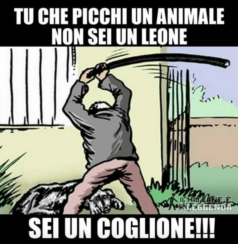 Immagini di sensibilizzazione contro la violenza sui cani