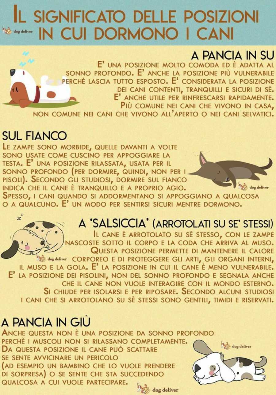 Il significato delle posizioni in cui dormono i cani