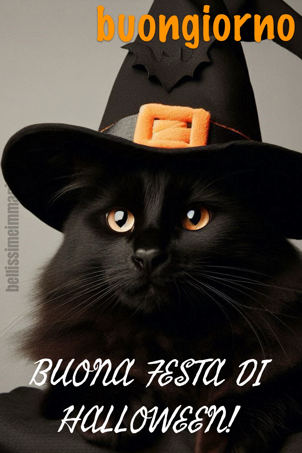 buongiorno. Buona Festa di Halloween! (gatto nero)